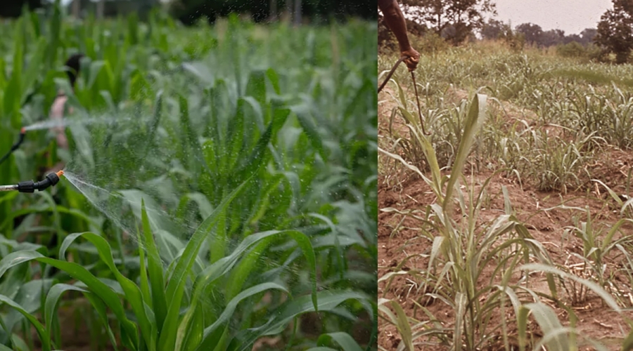 Pesticide Poisoning Crisis in Nigeria